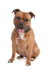 Image showing Staffordshire bull terrier