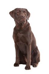 Image showing Chocolate Labrador