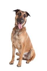 Image showing Belgian Shepherd Dog Malinois