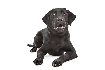 Image showing Black Labrador