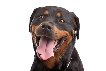 Image showing Rottweiler