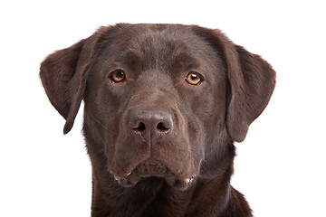 Image showing Chocolate Labrador