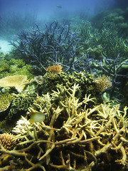 Image showing Underwater Scene of Great Barrier Reef