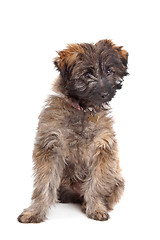 Image showing Pyrenean Shepherd puppy