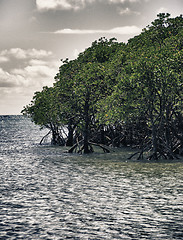 Image showing Vegetation and Colors of Cape Tribulation, Queensland