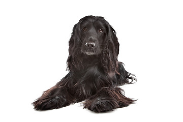 Image showing English Cocker Spaniel