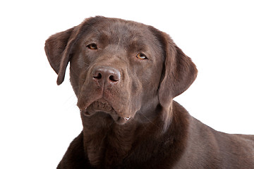 Image showing Chocolate Labrador