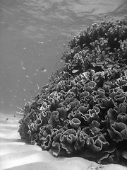 Image showing Underwater Scene of Great Barrier Reef