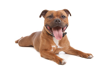 Image showing Staffordshire bull terrier