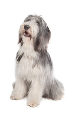 Image showing bearded collie