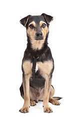 Image showing mixed breed dog