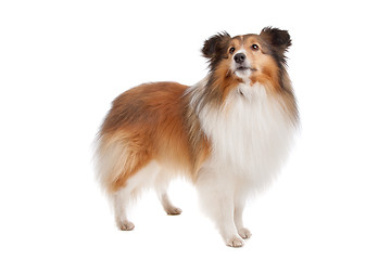 Image showing Shetland sheepdog