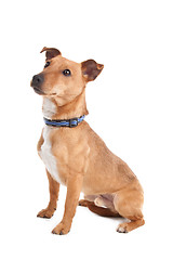 Image showing mixed breed dog