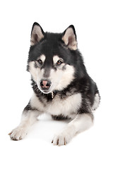 Image showing Alaskan Malamute