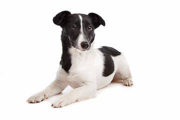 Image showing Jack Russel Terrier