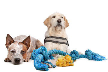 Image showing Labrador and Australian Cattle dog