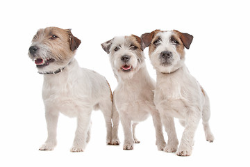 Image showing Jack Russel Terrier