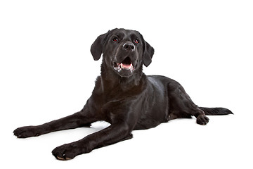 Image showing cross breed dog of a Labrador and a Flat-Coated Retriever