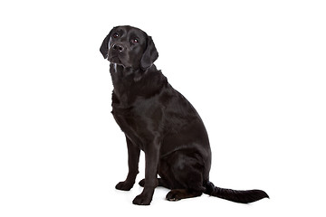 Image showing cross breed dog of a Labrador and a Flat-Coated Retriever