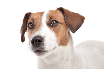 Image showing Jack Russel Terrier