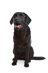 Image showing cross breed dog of a Labrador and a Flat-Coated Retriever