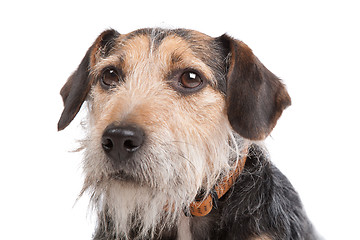 Image showing mixed breed dog