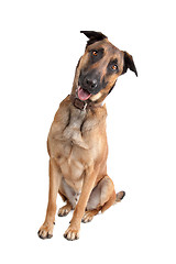 Image showing Belgian Shepherd Dog Malinois