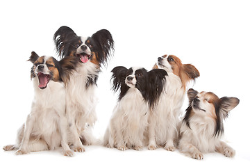 Image showing group of five papillon dogs