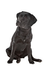 Image showing Black Labrador