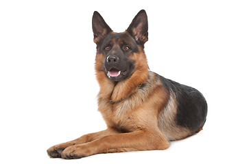 Image showing German shepherd