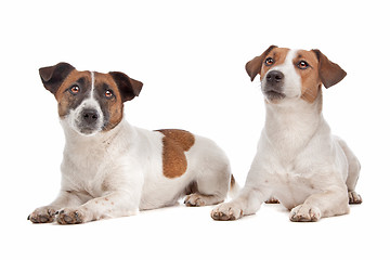 Image showing Jack Russel Terrier