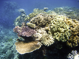 Image showing Underwater Scene of Great Barrier Reef