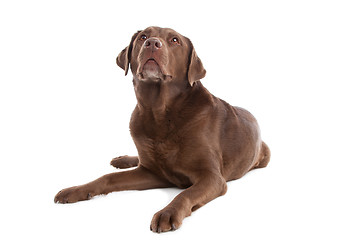 Image showing Chocolate Labrador