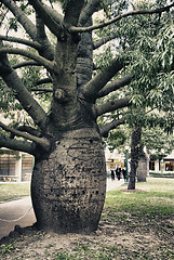 Image showing Detail of Brisbane, Queensland