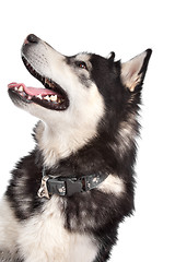 Image showing Alaskan Malamute