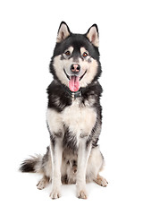 Image showing Alaskan Malamute