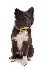 Image showing mixed breed puppy