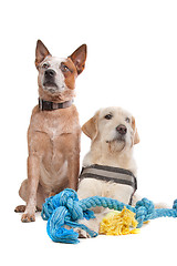 Image showing Labrador and Australian Cattle dog