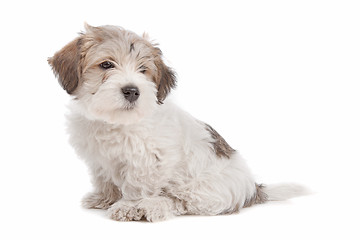 Image showing mix Maltese Puppy dog