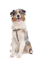 Image showing Australian Shepherd