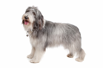 Image showing bearded collie