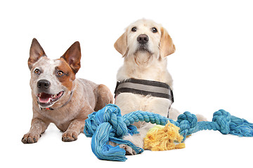 Image showing Labrador and Australian Cattle dog