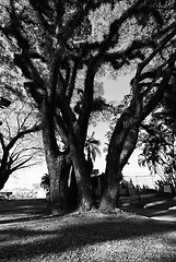 Image showing Textures of Bearded Mossman Trees, Australia