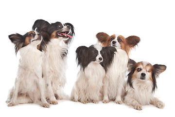 Image showing group of five papillon dogs