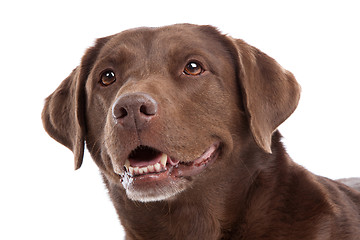 Image showing Chocolate Labrador