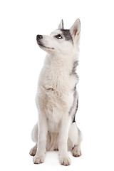 Image showing Siberian Husky puppy