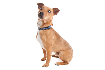 Image showing mixed breed dog