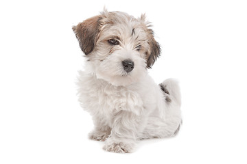Image showing mix Maltese Puppy dog