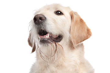 Image showing mixed breed Labrador