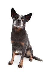 Image showing Australian Cattle Dog